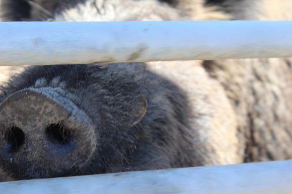 Новини Вінниці - фото з Зелені мавпи та м’ясоїдні птахи: фоторепортаж з Подільського зоопарку Зелені мавпи та м’ясоїдні птахи: фоторепортаж з Подільського зоопарку, фото №20 на сайті 20minut.ua