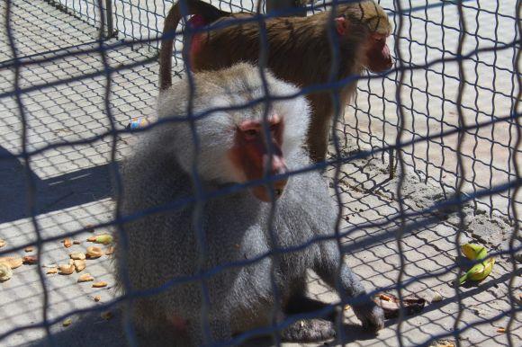Новини Вінниці - фото з Зелені мавпи та м’ясоїдні птахи: фоторепортаж з Подільського зоопарку Зелені мавпи та м’ясоїдні птахи: фоторепортаж з Подільського зоопарку, фото №3 на сайті 20minut.ua