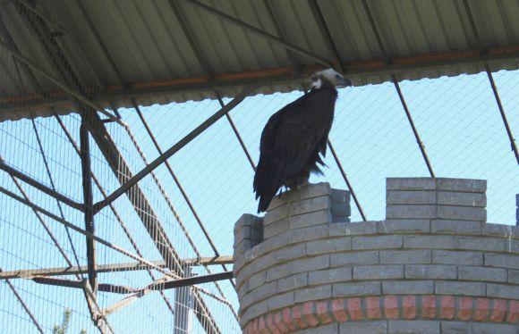 Новини Вінниці - фото з Зелені мавпи та м’ясоїдні птахи: фоторепортаж з Подільського зоопарку Зелені мавпи та м’ясоїдні птахи: фоторепортаж з Подільського зоопарку, фото №9 на сайті 20minut.ua
