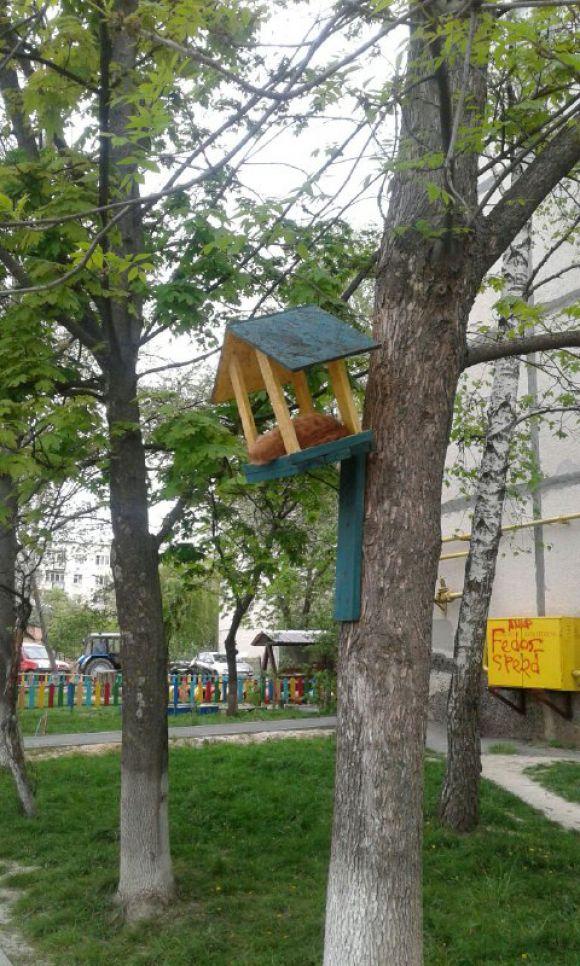 Фото дня: Грізних вінницьких синичок підгодовують котами, фото №1 на сайті 20minut.ua