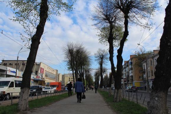 Новини Вінниці - фото з На Замостянській зрубали старі дерева. Хто це робить і навіщо? На Замостянській зрубали старі дерева. Хто це робить і навіщо?, фото №4 на сайті 20minut.ua