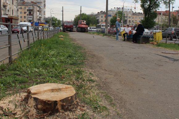 На Замостянській зрубали старі дерева. Хто це робить і навіщо?, фото №3 на сайті 20minut.ua