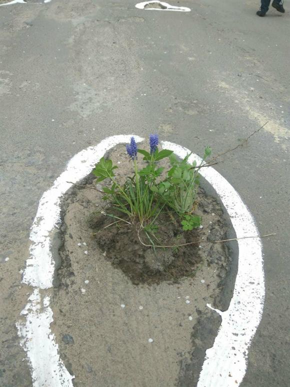 У Кременці у ямах на дорогах "виросли" квіти, фото №2 на сайті 20minut.ua