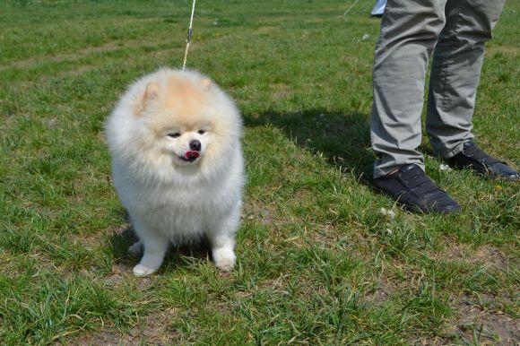 Новини Хмельницького - фото з Виставка собак у Хмельницькому: які породи представили Виставка собак у Хмельницькому: які породи представили, фото №13 на сайті vsim.ua