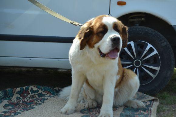 Новини Хмельницького - фото з Виставка собак у Хмельницькому: які породи представили Виставка собак у Хмельницькому: які породи представили, фото №9 на сайті vsim.ua