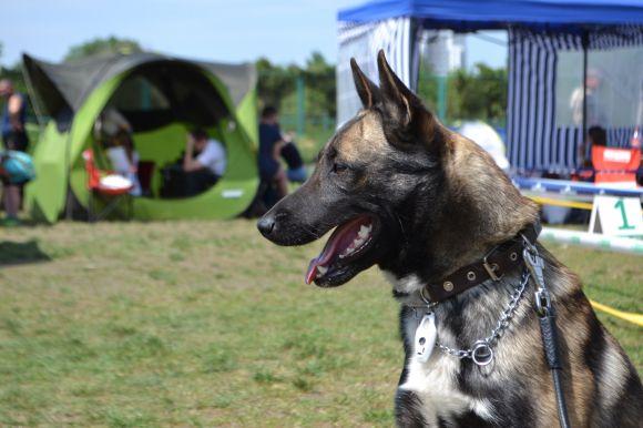 Новини Хмельницького - фото з Виставка собак у Хмельницькому: які породи представили Виставка собак у Хмельницькому: які породи представили, фото №36 на сайті vsim.ua