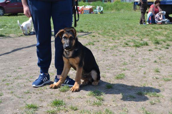 Новини Хмельницького - фото з Виставка собак у Хмельницькому: які породи представили Виставка собак у Хмельницькому: які породи представили, фото №22 на сайті vsim.ua
