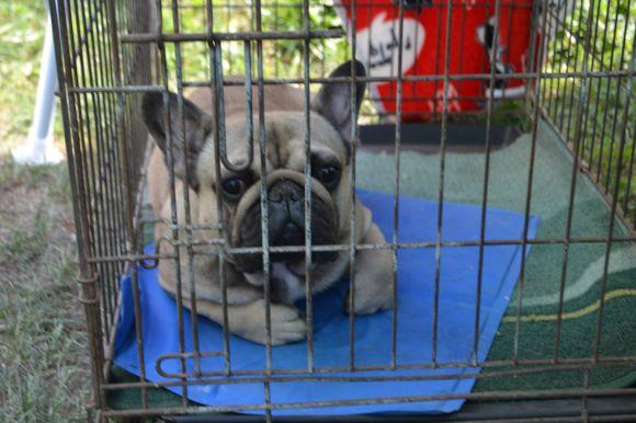 Новини Хмельницького - фото з Виставка собак у Хмельницькому: які породи представили Виставка собак у Хмельницькому: які породи представили, фото №8 на сайті vsim.ua