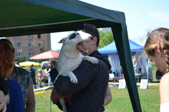 Новини Хмельницького - фото з Виставка собак у Хмельницькому: які породи представили Виставка собак у Хмельницькому: які породи представили, фото №32 на сайті vsim.ua