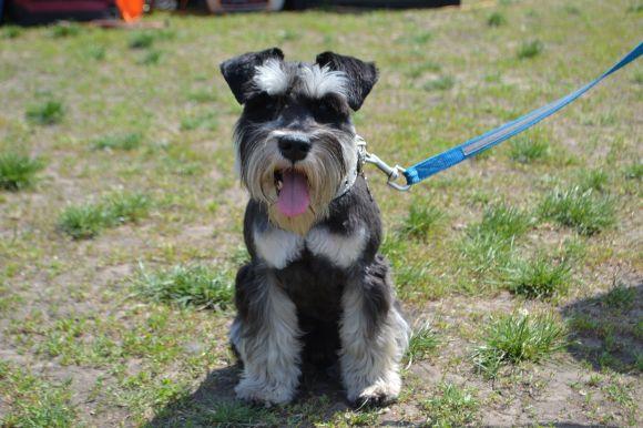 Новини Хмельницького - фото з Виставка собак у Хмельницькому: які породи представили Виставка собак у Хмельницькому: які породи представили, фото №5 на сайті vsim.ua