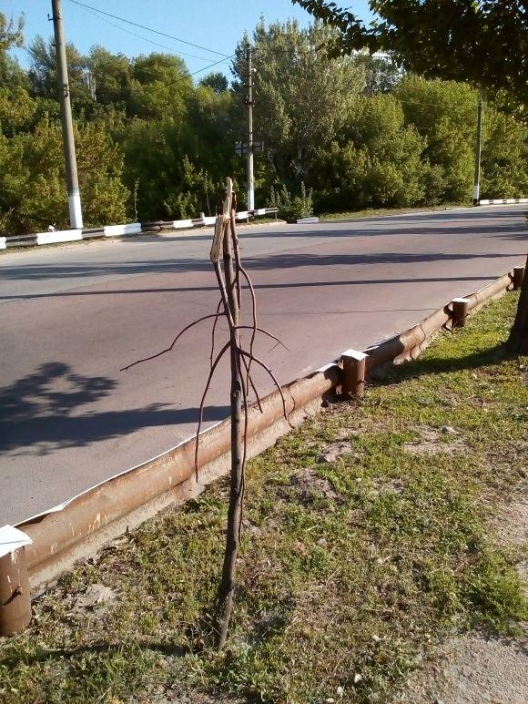 Некультурний Житомир: на Подільському мосту невідомі переламали молоді дерева. ФОТО.ВІДЕО, фото №4 на сайті 20minut.ua