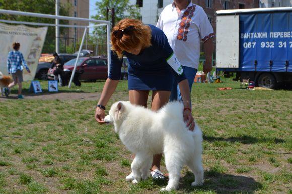 Новини Хмельницького - фото з Виставка собак у Хмельницькому: які породи представили Виставка собак у Хмельницькому: які породи представили, фото №30 на сайті vsim.ua