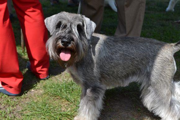 Новини Хмельницького - фото з Виставка собак у Хмельницькому: які породи представили Виставка собак у Хмельницькому: які породи представили, фото №20 на сайті vsim.ua