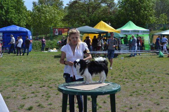 Новини Хмельницького - фото з Виставка собак у Хмельницькому: які породи представили Виставка собак у Хмельницькому: які породи представили, фото №34 на сайті vsim.ua