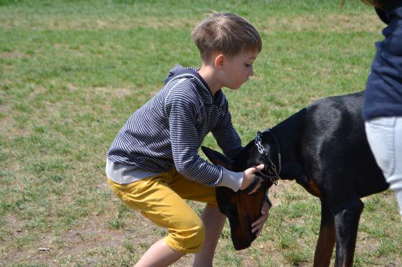 Новини Хмельницького - фото з Виставка собак у Хмельницькому: які породи представили Виставка собак у Хмельницькому: які породи представили, фото №24 на сайті vsim.ua