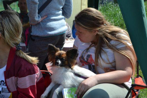 Новини Хмельницького - фото з Виставка собак у Хмельницькому: які породи представили Виставка собак у Хмельницькому: які породи представили, фото №4 на сайті vsim.ua