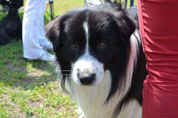 Новини Хмельницького - фото з Виставка собак у Хмельницькому: які породи представили Виставка собак у Хмельницькому: які породи представили, фото №29 на сайті vsim.ua