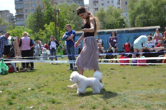 Новини Хмельницького - фото з Виставка собак у Хмельницькому: які породи представили Виставка собак у Хмельницькому: які породи представили, фото №35 на сайті vsim.ua