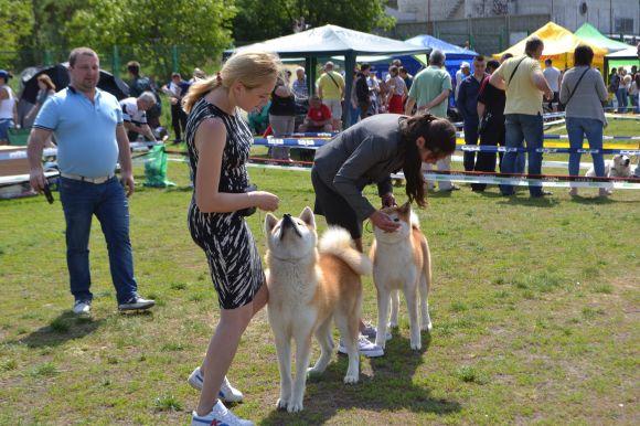 Новини Хмельницького - фото з Виставка собак у Хмельницькому: які породи представили Виставка собак у Хмельницькому: які породи представили, фото №16 на сайті vsim.ua