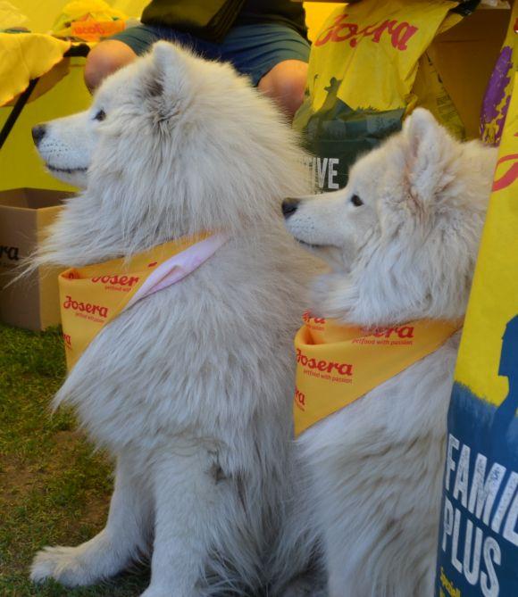 Новини Хмельницького - фото з Виставка собак у Хмельницькому: які породи представили Виставка собак у Хмельницькому: які породи представили, фото №19 на сайті vsim.ua