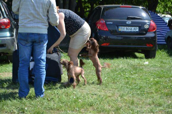 Новини Хмельницького - фото з Виставка собак у Хмельницькому: які породи представили Виставка собак у Хмельницькому: які породи представили, фото №10 на сайті vsim.ua