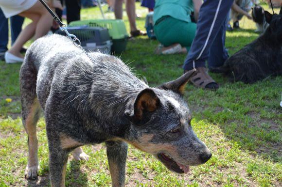 Новини Хмельницького - фото з Виставка собак у Хмельницькому: які породи представили Виставка собак у Хмельницькому: які породи представили, фото №6 на сайті vsim.ua