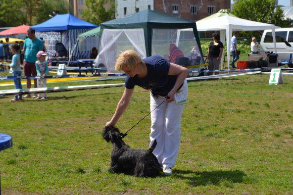 Новини Хмельницького - фото з Виставка собак у Хмельницькому: які породи представили Виставка собак у Хмельницькому: які породи представили, фото №21 на сайті vsim.ua