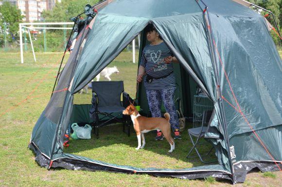 Новини Хмельницького - фото з Виставка собак у Хмельницькому: які породи представили Виставка собак у Хмельницькому: які породи представили, фото №15 на сайті vsim.ua