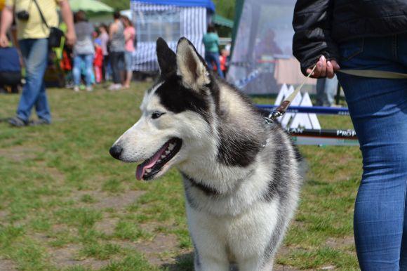 Новини Хмельницького - фото з Виставка собак у Хмельницькому: які породи представили Виставка собак у Хмельницькому: які породи представили, фото №12 на сайті vsim.ua