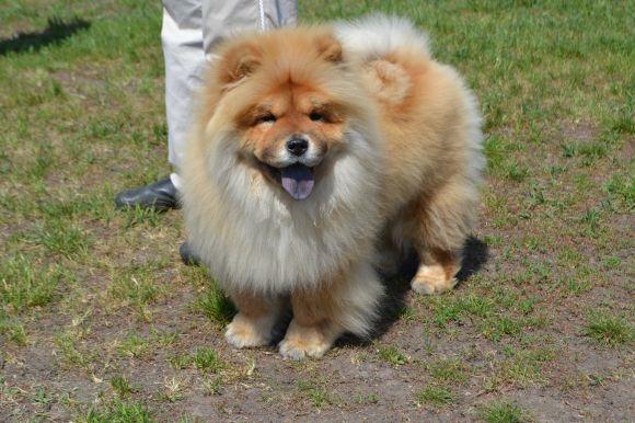 Новини Хмельницького - фото з Виставка собак у Хмельницькому: які породи представили Виставка собак у Хмельницькому: які породи представили, фото №7 на сайті vsim.ua