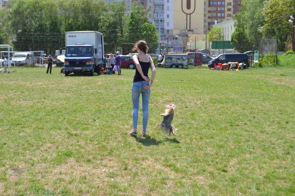 Новини Хмельницького - фото з Виставка собак у Хмельницькому: які породи представили Виставка собак у Хмельницькому: які породи представили, фото №23 на сайті vsim.ua