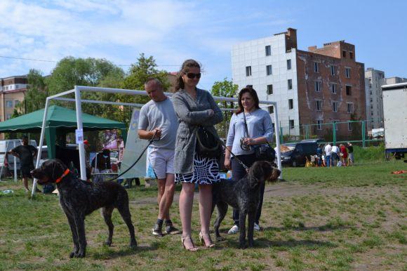 Новини Хмельницького - фото з Виставка собак у Хмельницькому: які породи представили Виставка собак у Хмельницькому: які породи представили, фото №11 на сайті vsim.ua