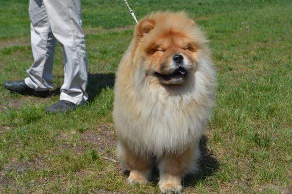 Новини Хмельницького - фото з Виставка собак у Хмельницькому: які породи представили Виставка собак у Хмельницькому: які породи представили, фото №26 на сайті vsim.ua
