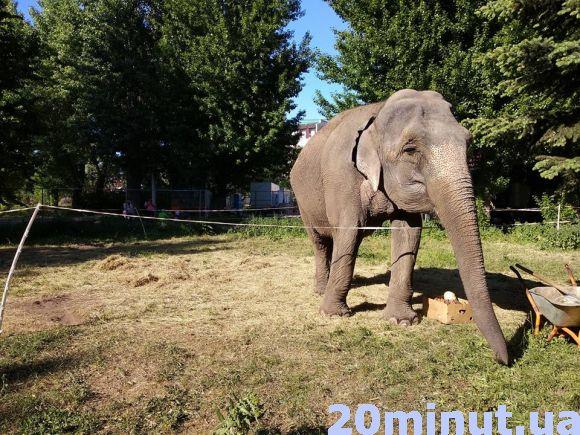 Новини Тернополя - фото з Фото дня: У парку Шевченка можна сфотографуватись зі слоном Фото дня: У парку Шевченка можна сфотографуватись зі слоном, фото №1 на сайті 20minut.ua