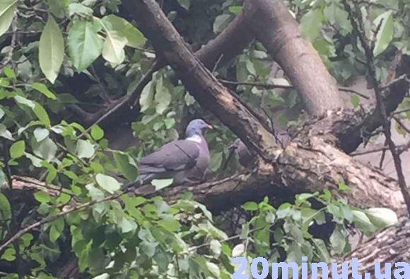 У Центрі Тернополя впало дерево з пташиним гніздом. Всім світом рятують голуб’ят, фото №3 на сайті 20minut.ua