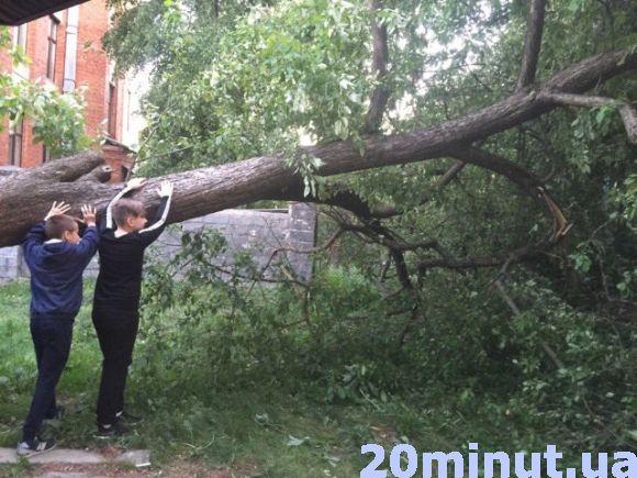 У Центрі Тернополя впало дерево з пташиним гніздом. Всім світом рятують голуб’ят, фото №1 на сайті 20minut.ua