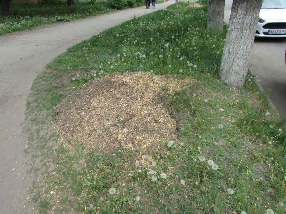 У тирсу хочуть посадити саджанці?, фото №2 на сайті 20minut.ua