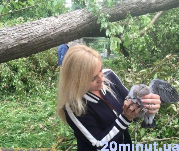 У Центрі Тернополя впало дерево з пташиним гніздом. Всім світом рятують голуб’ят, фото №5 на сайті 20minut.ua