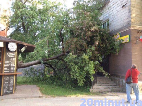 У Центрі Тернополя впало дерево з пташиним гніздом. Всім світом рятують голуб’ят, фото №2 на сайті 20minut.ua