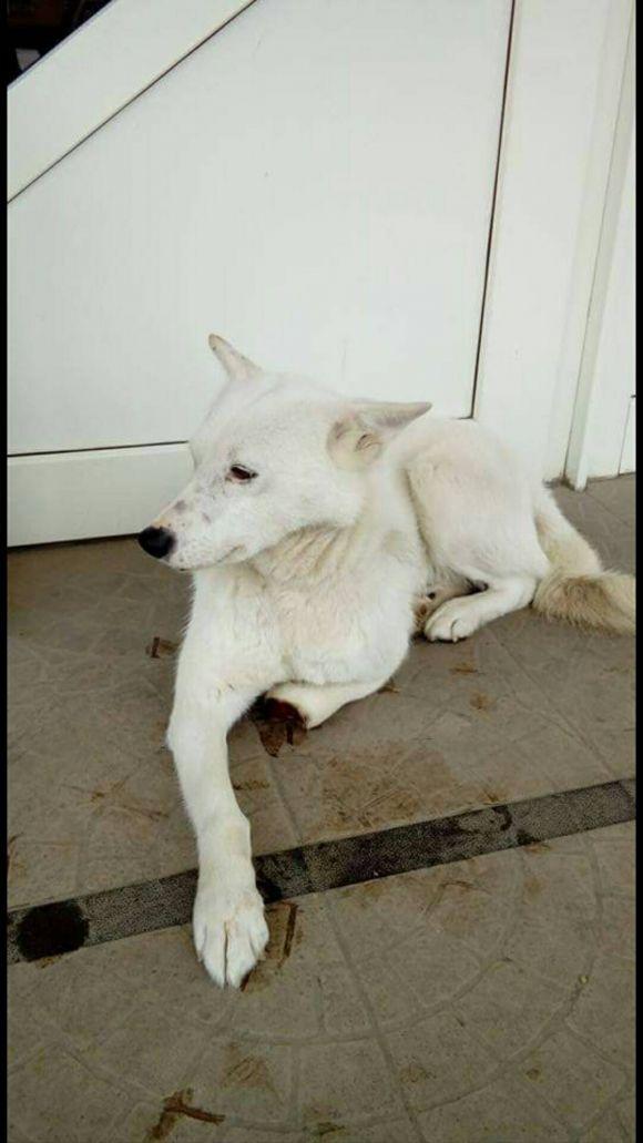 Новини Тернополя - фото з Господарі відрубали Норду лапу за те, що з'їв курку. Волонтери шукають новий дім для собаки Господарі відрубали Норду лапу за те, що з'їв курку. Волонтери шукають новий дім для собаки, фото №1 на сайті 20minut.ua