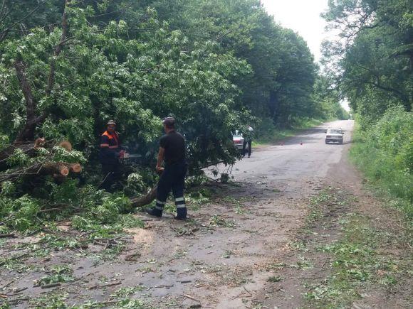 Новини Вінниці - фото з На Вінниччині четверо рятувальників прибирали повалене дерево з дороги На Вінниччині четверо рятувальників прибирали повалене дерево з дороги, фото №3 на сайті 20minut.ua