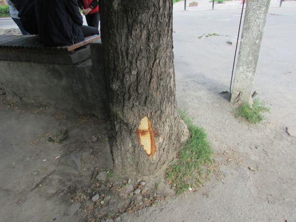 Новини Козятина - фото з Разом захистимо парк! В суботу о 10.00 Разом захистимо парк! В суботу о 10.00, фото №12 на сайті 20minut.ua