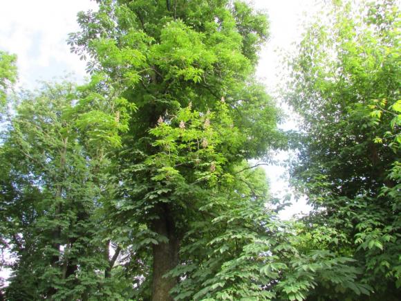 Новини Козятина - фото з Разом захистимо парк! В суботу о 10.00 Разом захистимо парк! В суботу о 10.00, фото №8 на сайті 20minut.ua