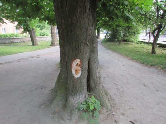 Новини Козятина - фото з Разом захистимо парк! В суботу о 10.00 Разом захистимо парк! В суботу о 10.00, фото №10 на сайті 20minut.ua