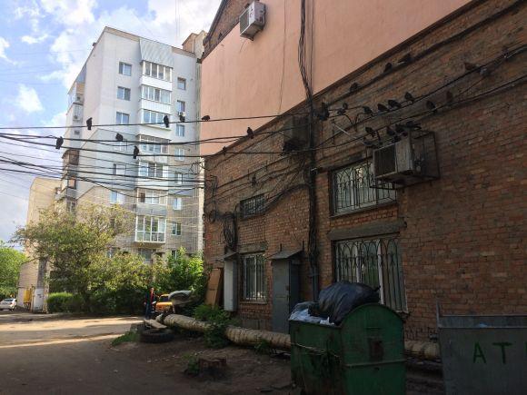 Частые гости двора на Хмельницком шоссе