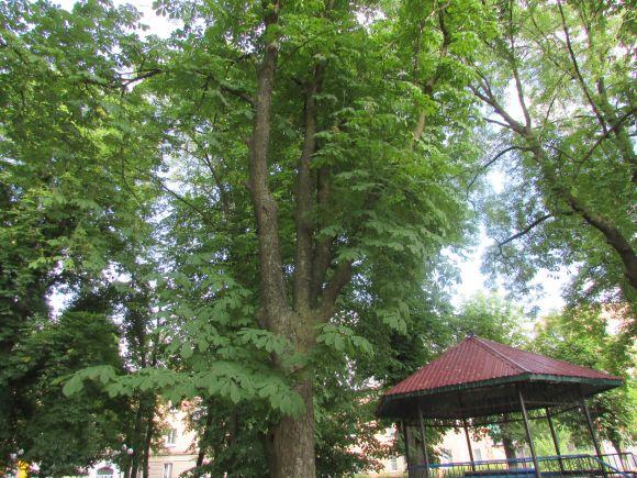 Новини Козятина - фото з Разом захистимо парк! В суботу о 10.00 Разом захистимо парк! В суботу о 10.00, фото №9 на сайті 20minut.ua