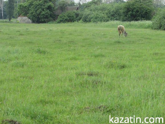 Новини Козятина - фото з Виорали пасовисько, а в сільраді не знають, хто Виорали пасовисько, а в сільраді не знають, хто, фото №5 на сайті 20minut.ua