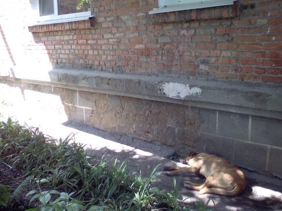 Новини Козятина - фото з Прибираємося лише для губернатора Прибираємося лише для губернатора, фото №26 на сайті 20minut.ua