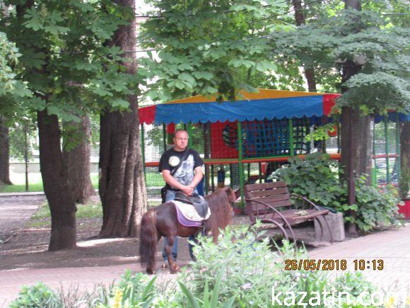 Жителі Козятина стають на захист дерев, яким влада винесла вирок: "вирізати", фото №4 на сайті 20minut.ua