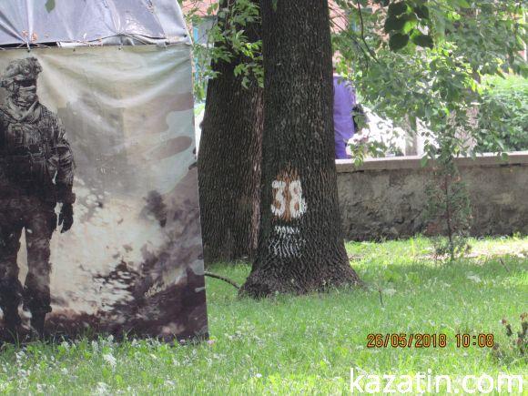 Жителі Козятина стають на захист дерев, яким влада винесла вирок: "вирізати", фото №1 на сайті 20minut.ua